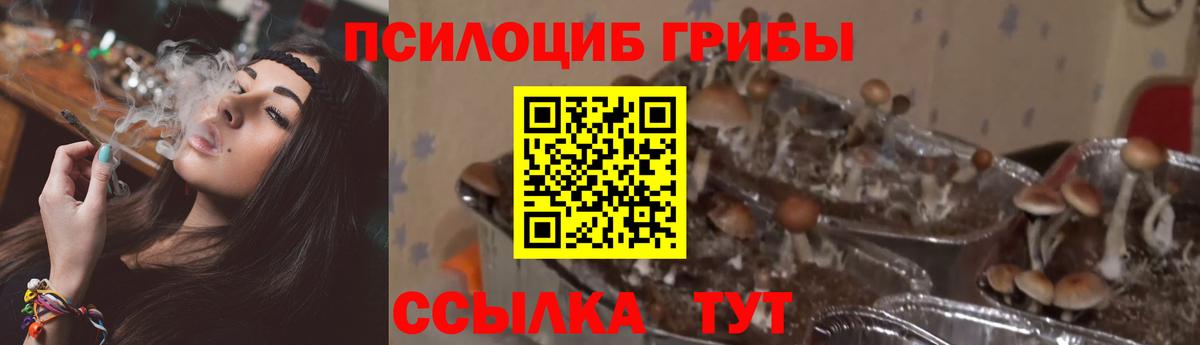 Назарово  Псилоцибиновые грибы прущие грибы  Псилоцибиновые грибы мицелий  Вход с VPN 